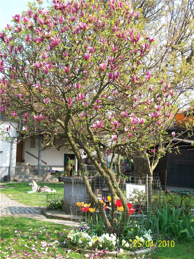 magnolija - lat. Magnolia liliflora 